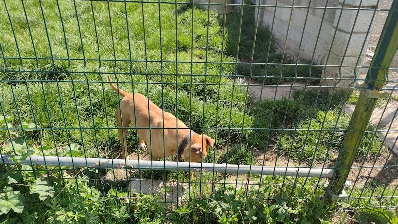 Albergue Canino Municipal de Langreo - ()