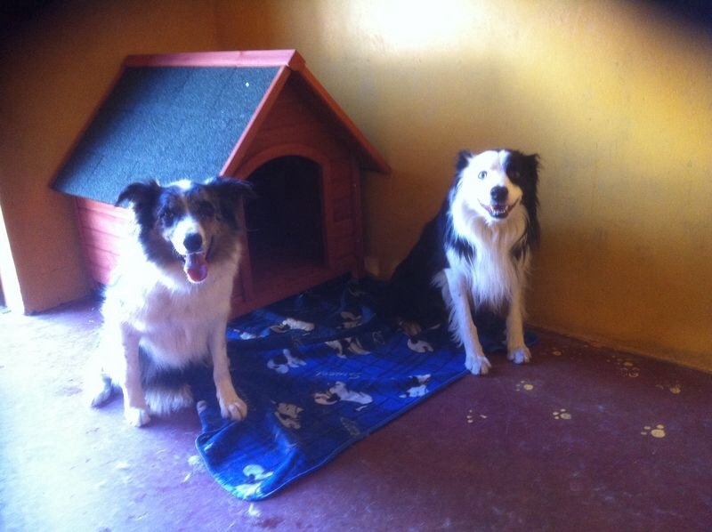 Centro Canino- Residencia Canina “ El Cid del Orbigo” - ()