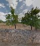 Finca Son Fullos - ()