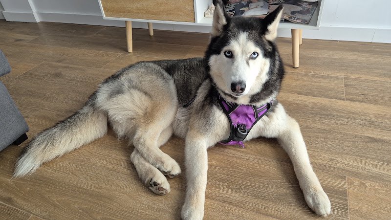 Hotel para Tu Dog - ()