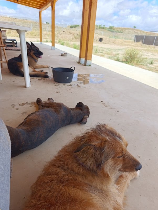 PerraVida Residencia Canina - ()