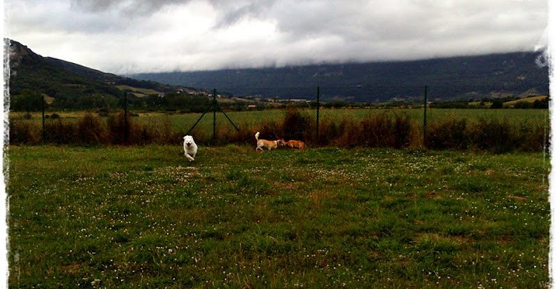 Residencia Canina Basajaun - ()